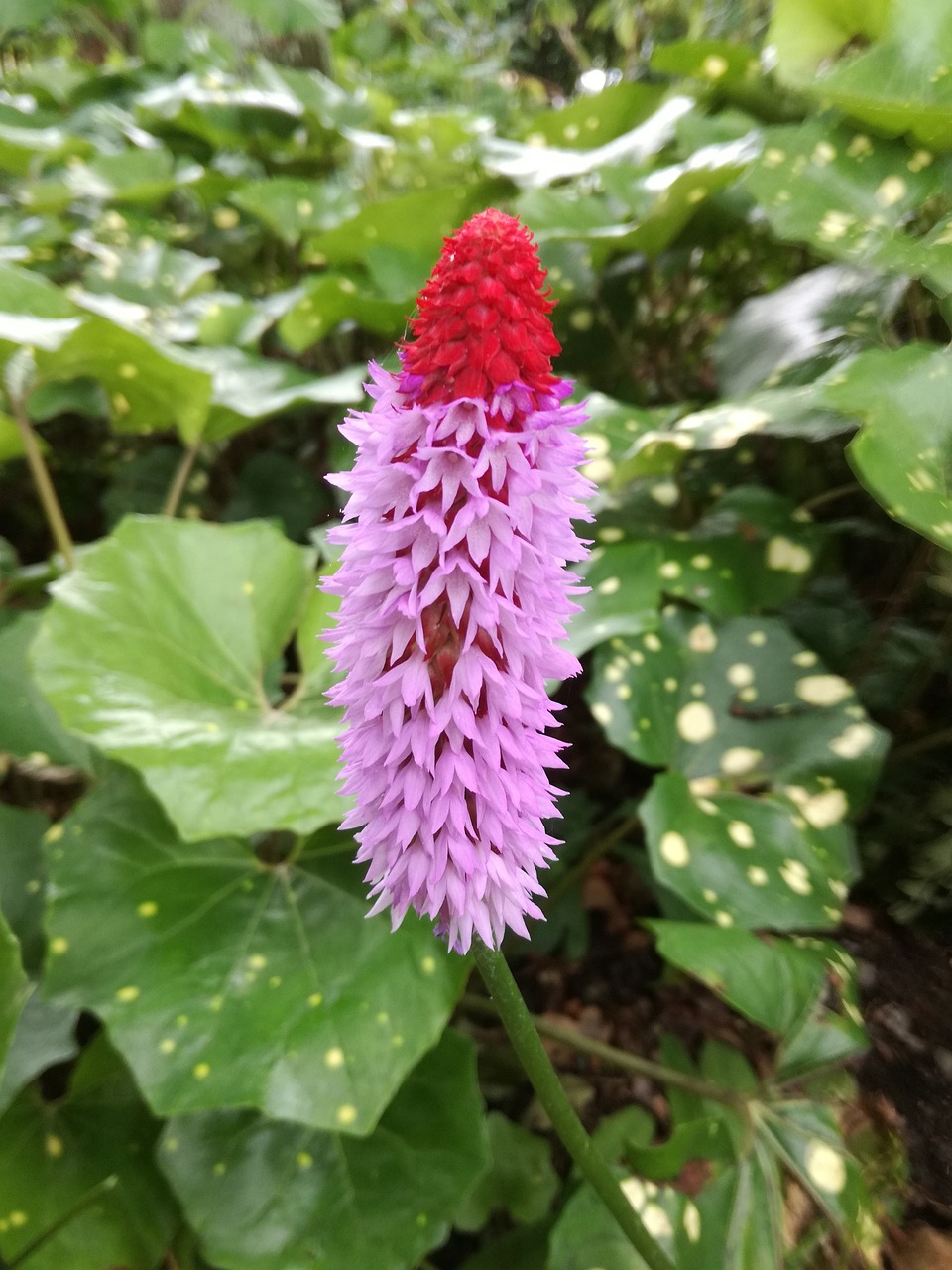 一念花开 第19页